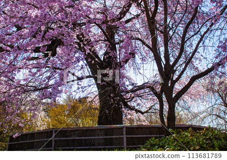 [Kyoto Scenery] Maruyama Park: Springtime Elegance: Cherry Blossoms in Full Bloom (Weeping Yoshino Cherry Blossoms) 113681789