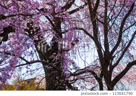 【京都風景】圓山公園、優雅的春天、盛開的櫻花（垂淚、染井吉野） 113681790