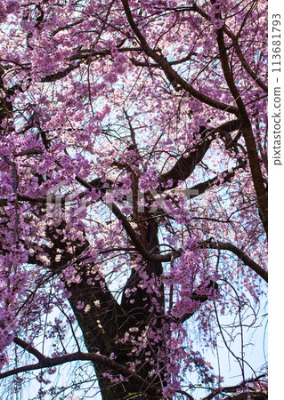 [Kyoto Scenery] Maruyama Park: Springtime Elegance: Cherry Blossoms in Full Bloom (Weeping Yoshino Cherry Blossoms) 113681793