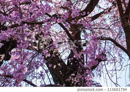 [Kyoto Scenery] Maruyama Park: Springtime Elegance: Cherry Blossoms in Full Bloom (Weeping Yoshino Cherry Blossoms) 113681794