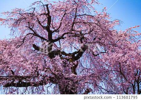 [Kyoto Scenery] Maruyama Park: Springtime Elegance: Cherry Blossoms in Full Bloom (Weeping Yoshino Cherry Blossoms) 113681795