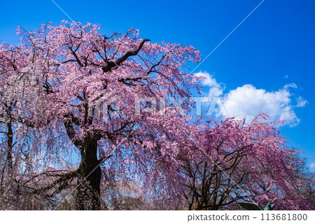 [Kyoto Scenery] Maruyama Park: Springtime Elegance: Cherry Blossoms in Full Bloom (Weeping Yoshino Cherry Blossoms) 113681800