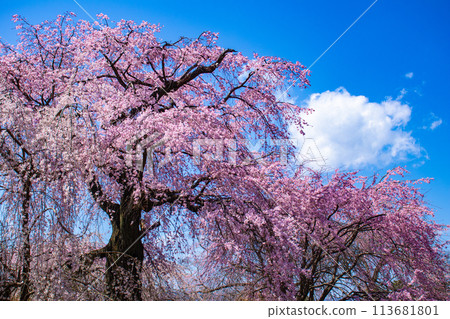 【京都風景】圓山公園、優雅的春天、盛開的櫻花(垂淚、染井吉野) 【京都風景】圓山公園、優雅的春天、盛開的櫻花(垂淚、染井吉野) 113681801