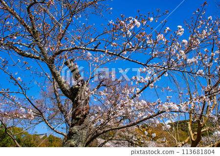 [Kyoto Scenery] Maruyama Park: Springtime Elegance: Cherry Blossoms in Full Bloom (Weeping Yoshino Cherry Blossoms) 113681804