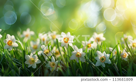Bright white and yellow daffodils bloom amidst lush greenery, their delicate petals basking in the gentle glow of spring's warm sunlight 113681809