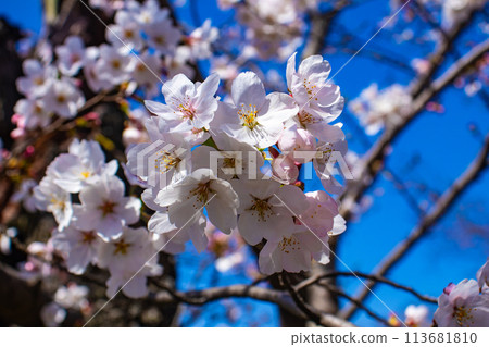 【京都風景】圓山公園、優雅的春天、盛開的櫻花（垂淚、染井吉野） 113681810