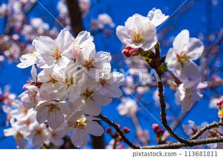 【京都風景】圓山公園、優雅的春天、盛開的櫻花（垂淚、染井吉野） 113681811