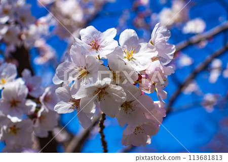 [Kyoto Scenery] Maruyama Park: Springtime Elegance: Cherry Blossoms in Full Bloom (Weeping Yoshino Cherry Blossoms) 113681813