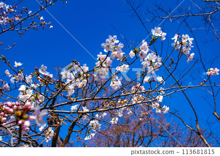 [Kyoto Scenery] Maruyama Park: Springtime Elegance: Cherry Blossoms in Full Bloom (Weeping Yoshino Cherry Blossoms) 113681815