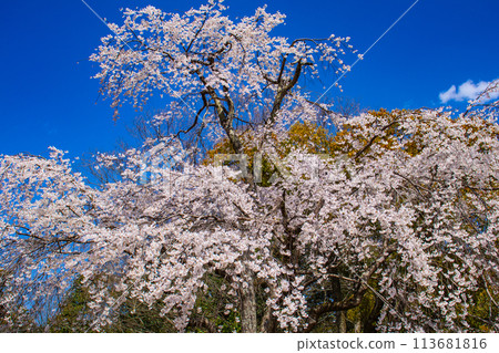 [Kyoto Scenery] Maruyama Park: Springtime Elegance: Cherry Blossoms in Full Bloom (Weeping Yoshino Cherry Blossoms) 113681816