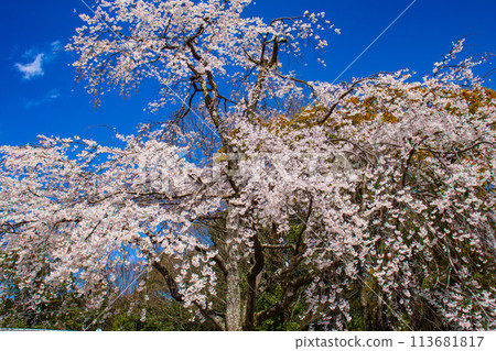 [Kyoto Scenery] Maruyama Park: Springtime Elegance: Cherry Blossoms in Full Bloom (Weeping Yoshino Cherry Blossoms) 113681817