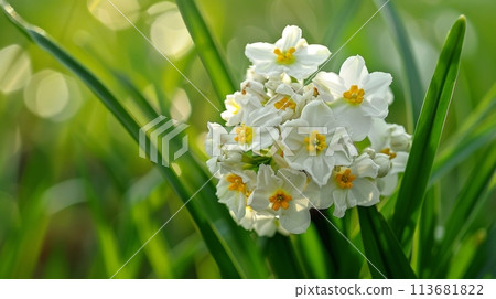 Bright white and yellow daffodils bloom amidst lush greenery, their delicate petals basking in the gentle glow of spring's warm sunlight 113681822