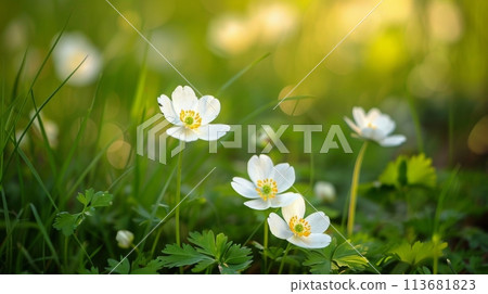 A close up of fresh spring flowers bathed in warm sunlight delicate white petals contrast with vibrant green foliage, signaling the awakening of nature 113681823