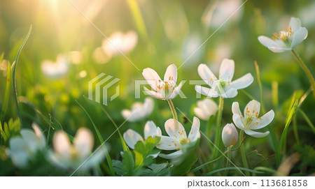 A close up of fresh spring flowers bathed in warm sunlight delicate white petals contrast with vibrant green foliage, signaling the awakening of nature A close up of fresh spring flowers bathed in warm sunlight delicate white petals contrast with vibrant green foliage, signaling the awakening of nature 113681858