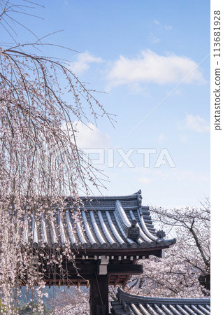 春天的京都,醍醐寺,櫻花和正門 春天的京都,醍醐寺,櫻花和正門 113681928