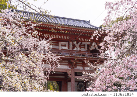 春天的京都、醍醐寺、櫻花和西大門（仁王門） 113681934