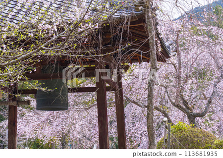 春天的京都，醍醐寺，櫻花和鐘樓 113681935