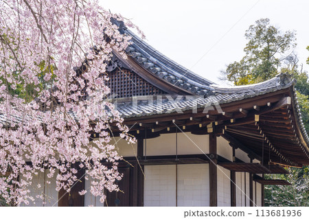 春天的京都、醍醐寺、櫻花和清瀧神社參拜殿 113681936