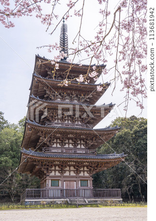 春天的京都，醍醐寺，垂枝櫻花和五層寶塔 113681942