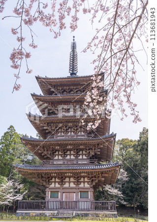Spring in Kyoto: Daigoji Temple, weeping cherry blossoms and five-story pagoda Spring in Kyoto: Daigoji Temple, weeping cherry blossoms and five-story pagoda 113681943