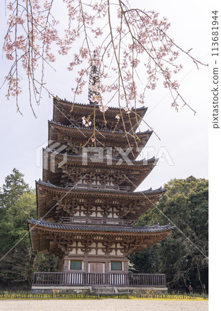 春天的京都，醍醐寺，垂枝櫻花和五層寶塔 113681944