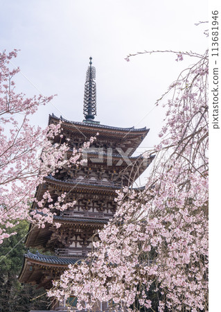Spring in Kyoto: Daigoji Temple, weeping cherry blossoms and five-story pagoda 113681946