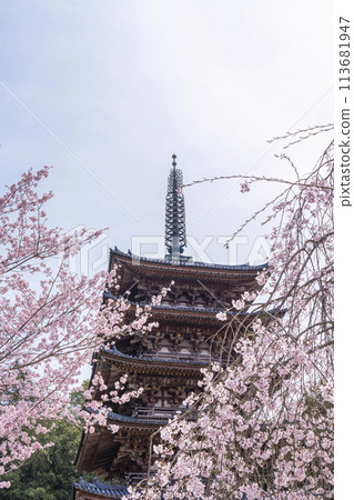 Spring in Kyoto: Daigoji Temple, weeping cherry blossoms and five-story pagoda Spring in Kyoto: Daigoji Temple, weeping cherry blossoms and five-story pagoda 113681947