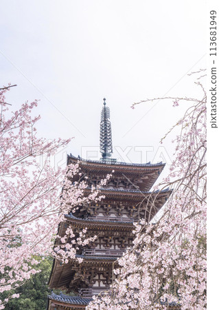 Spring in Kyoto: Daigoji Temple, weeping cherry blossoms and five-story pagoda Spring in Kyoto: Daigoji Temple, weeping cherry blossoms and five-story pagoda 113681949