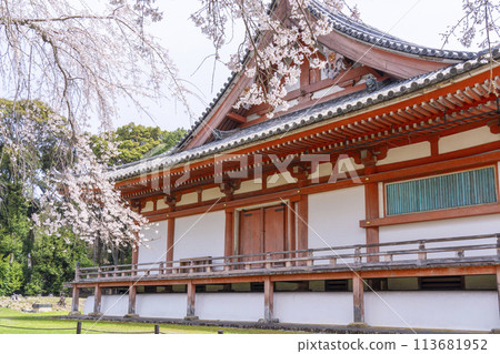春天的京都,醍醐寺,櫻花和近藤 春天的京都,醍醐寺,櫻花和近藤 113681952