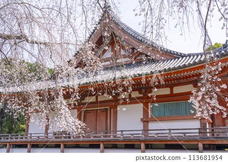 春天的京都,醍醐寺,櫻花和近藤 春天的京都,醍醐寺,櫻花和近藤 113681954