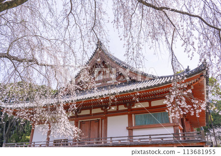 Spring in Kyoto: Daigoji Temple, cherry blossoms and the main hall 113681955
