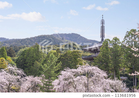 Spring in Kyoto: Daigoji Temple, cherry blossoms in full bloom and five-story pagoda Spring in Kyoto: Daigoji Temple, cherry blossoms in full bloom and five-story pagoda 113681956