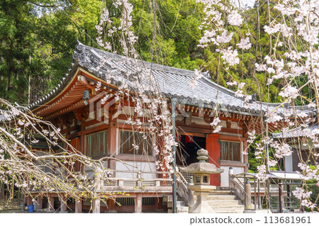春天的京都、醍醐寺、垂枝櫻花與不動堂 春天的京都、醍醐寺、垂枝櫻花與不動堂 113681961