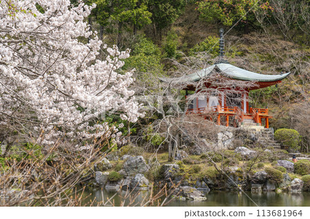 Spring in Kyoto: Daigoji Temple, cherry blossoms and Bentendo 113681964
