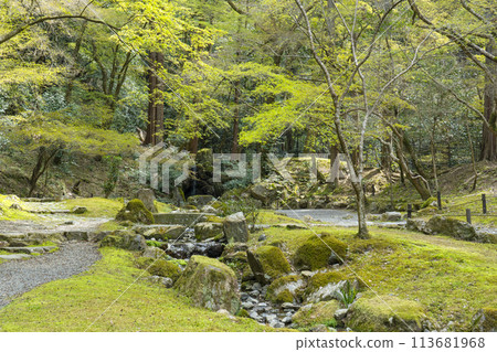 春天的京都 醍醐寺庭園“無量十園” 113681968