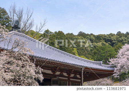Spring in Kyoto: Cherry blossoms and Kannon Hall at Daigoji Temple Spring in Kyoto: Cherry blossoms and Kannon Hall at Daigoji Temple 113681971