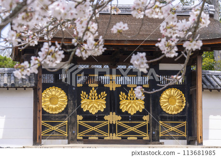 春天的京都、醍醐寺、櫻花和三寶院唐門 113681985