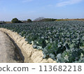 Blue sky and cabbage field scenery 113682218