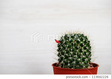 cactus succulent in flower pot on wooden background cactus succulent in flower pot on wooden background 113682226