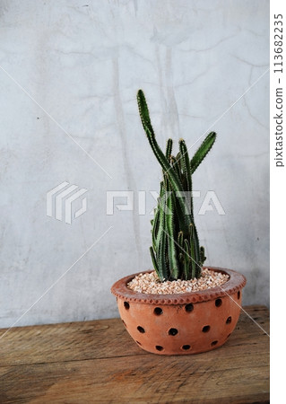 cactus succulent in flower pot on wooden background 113682235
