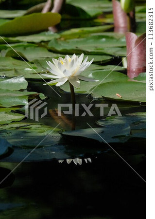 Water lilies 113682315