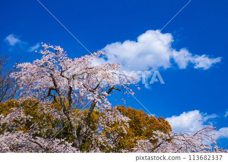 [Kyoto Scenery] Maruyama Park: Springtime Elegance: Cherry Blossoms in Full Bloom (Weeping Yoshino Cherry Blossoms) 113682337