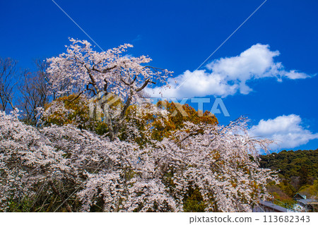 【京都風景】圓山公園、優雅的春天、盛開的櫻花（垂淚、染井吉野） 113682343