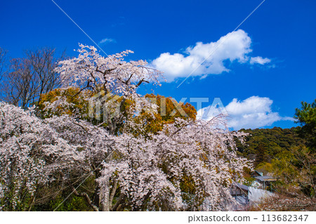 [Kyoto Scenery] Maruyama Park: Springtime Elegance: Cherry Blossoms in Full Bloom (Weeping Yoshino Cherry Blossoms) 113682347