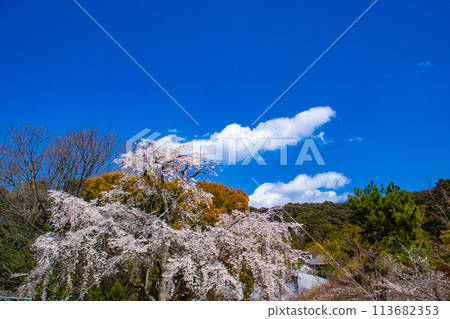 [Kyoto Scenery] Maruyama Park: Springtime Elegance: Cherry Blossoms in Full Bloom (Weeping Yoshino Cherry Blossoms) 113682353