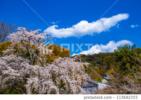 【京都風景】圓山公園、優雅的春天、盛開的櫻花(垂淚、染井吉野) 【京都風景】圓山公園、優雅的春天、盛開的櫻花(垂淚、染井吉野) 113682355