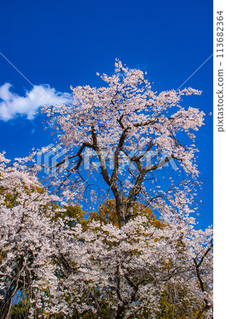 【京都風景】圓山公園、優雅的春天、盛開的櫻花（垂淚、染井吉野） 113682364