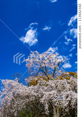 [Kyoto Scenery] Maruyama Park: Springtime Elegance: Cherry Blossoms in Full Bloom (Weeping Yoshino Cherry Blossoms) 113682388