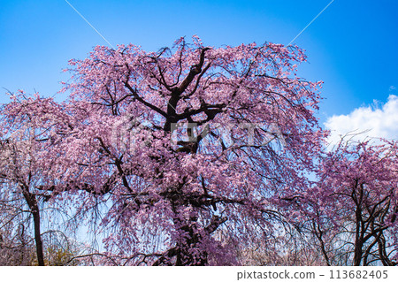 【京都風景】圓山公園、優雅的春天、盛開的櫻花（垂淚、染井吉野） 113682405