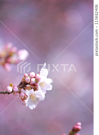 櫻花盛開預示著春天的到來 113682406